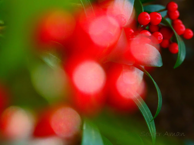 Skimmia japonica