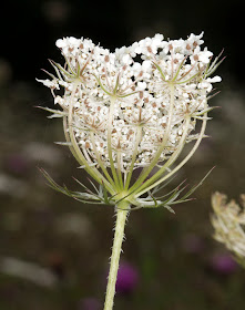 Wild Carrot, Daucus carota ssp carota, in the Conservation Field in High Elms Country Park, 22 August 2011.