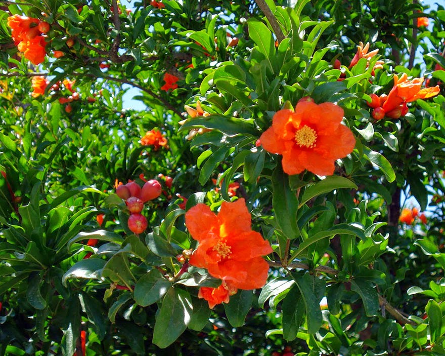 Do You Know What Your Favorite Foods Look Like While Growing - And pomegranates (one of the world’s oldest known fruits) can be found like this!