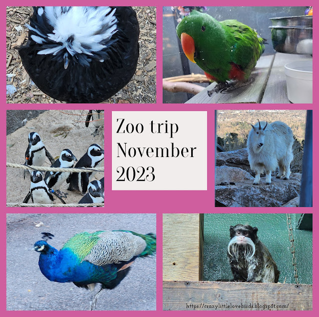zoo animal picture collage