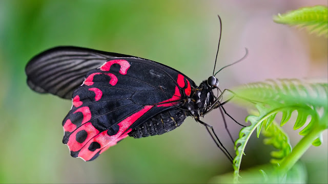 Black Butterflies