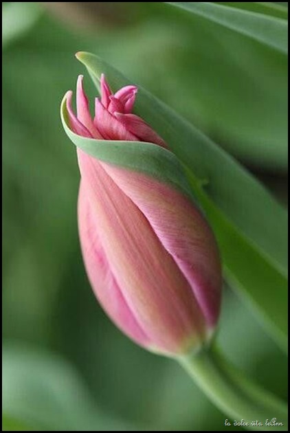 tuilip bud