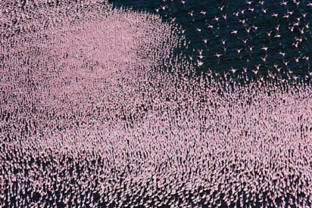 Flock of flamingos at Lake Nakuru, flamingo photos, flamingo pictures, flamingoes pics