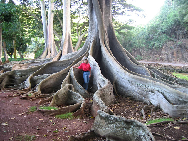 Ficus macrophylla