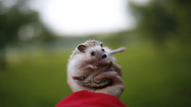 Hedgehog