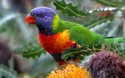 Lorikeets Bird Picture