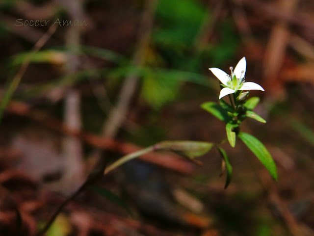 Swertia japonica