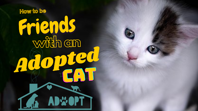 how to be friends with an Adopted Cat