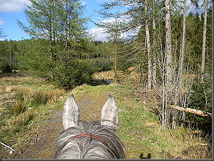 galloway forest 160412 010