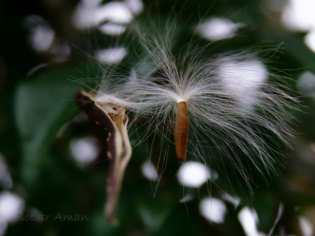 Trachelospermum asiaticum