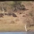 Best Of Hunting With Fighting Lion%2C Crocodile N Buffalo.