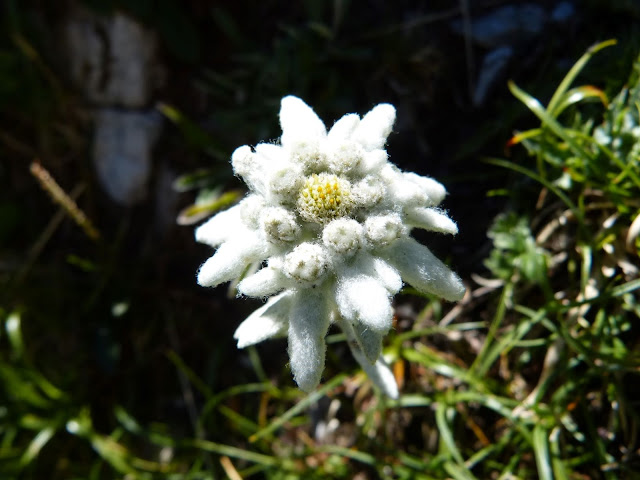 Etoile des neiges