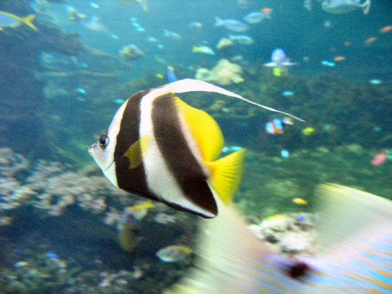 Poisson Angelfish title=