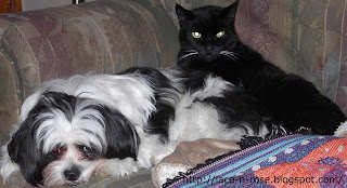 cat and dog cuddled up