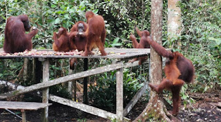 Indonesia, Borneo, Parque Nacional Tanjung Puting.