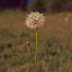 Dandelion Par