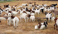 BARRA DE SANTA ROSA-PB: Ladrões matam dois cães e furtam cabras de assentamento