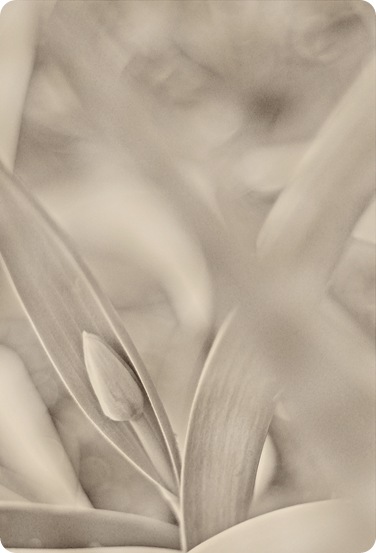 tulip