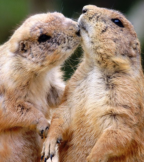 Animal pictures: 17 Adorable pictures of animals kissing | Amazing Creatures