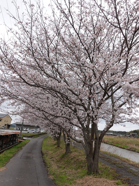 鳥取県西伯郡南部町天萬　小松谷川　九分咲きのソメイヨシノ桜