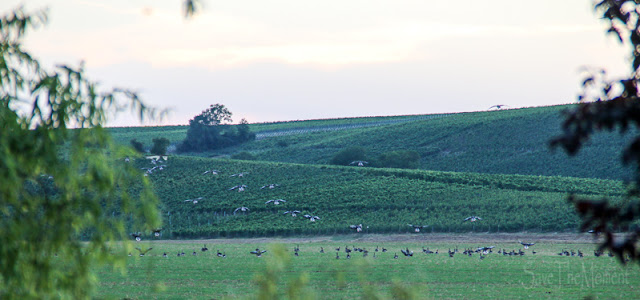 Gänse am Abendhimmel