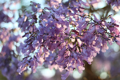 Jacaranda Trees in Full Bloom