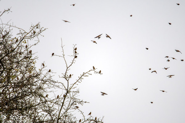 Linnet