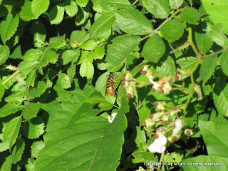 Yellow Jacket