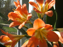 Våren blommar