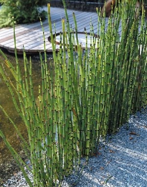 tanaman-bambu-air