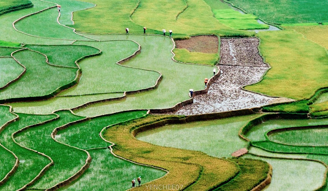 Mu Cang Chai in the summer 5