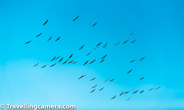 Bird of the month, Stork, Painted Stork, Wooly-necked stork, black-necked stork, crane, Keoladeo National Park, Bharatpur Bird Sanctuary, Bird Watching, Bird Photography, Birding