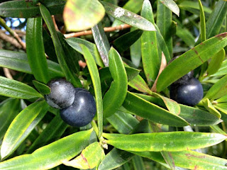 Illawarra Plum Fruit Pictures