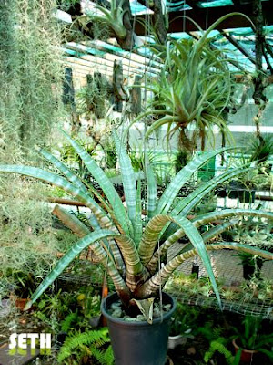 Tillandsia hildae care and culture