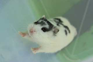 Hamster Black Mottled