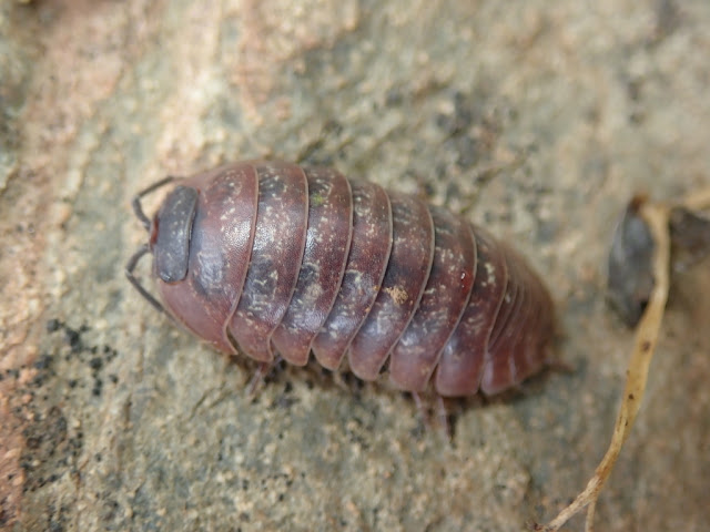 Armadillidium sordidum