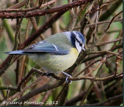 3 bluetit-1