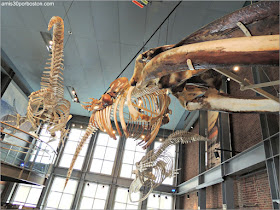 Skeletons of the Deep en el Museo de las Ballenas de New Bedford