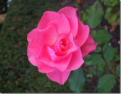 DSCF9147