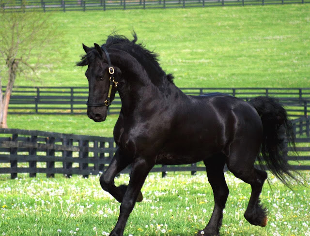 Beautiful Brown Horse Wallpapers