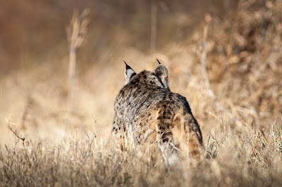 Bobcat, Village Creek Drying Beds