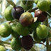 Nama Buah Dari Huruf Z : www.buahaz.com