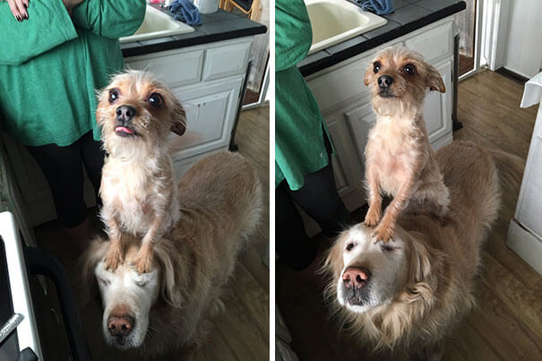 30 Hilarious Pictures Of Dogs Begging For Food That No One Could Resist
