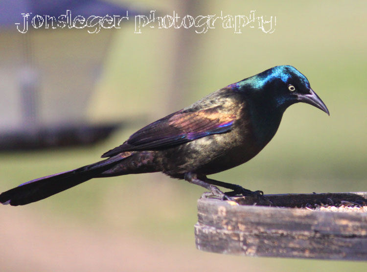 common grackle images. A Common Grackle at my