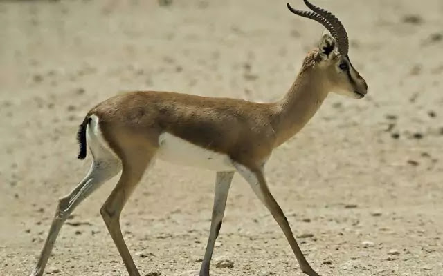 Top 10 animals found in the sahara desert