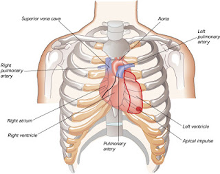 Efectos del agua fria sobre el corazon