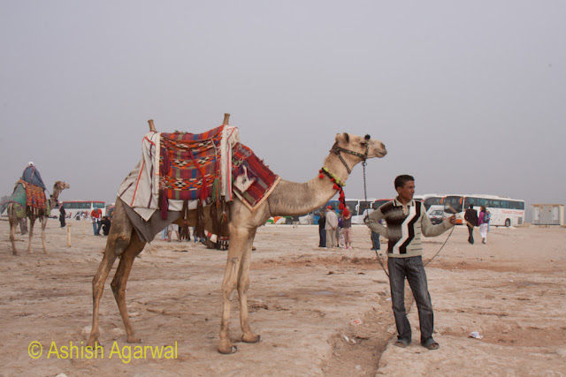 Cairo Pyramid Photo - Man posing with his camel near the Great Pyramid in Giza