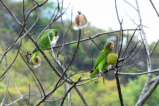 White-fronted Parrot