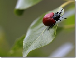 red poplar leaf beetle