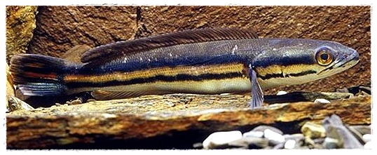  Gambar  Ikan  Toman  Dunia Binatang
